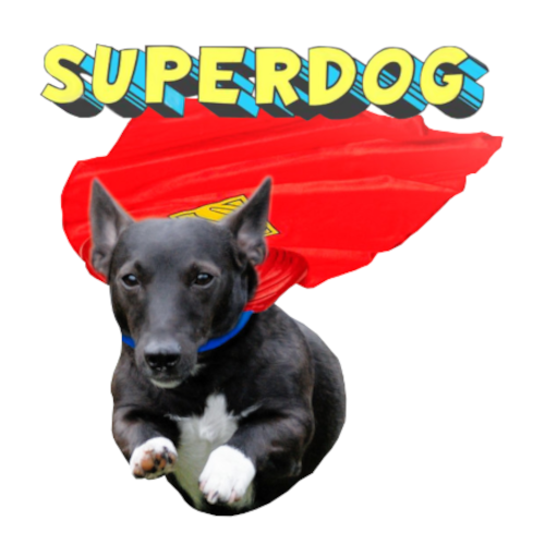 SuperDog Events